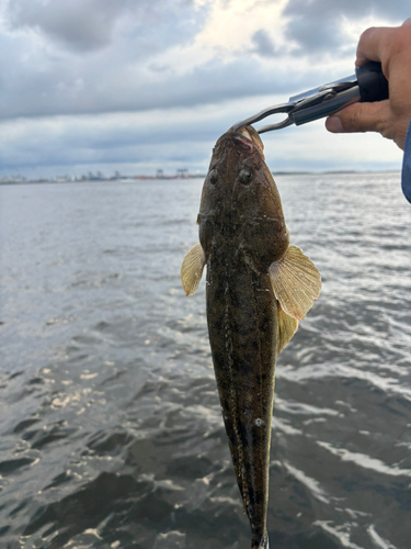 マゴチの釣果