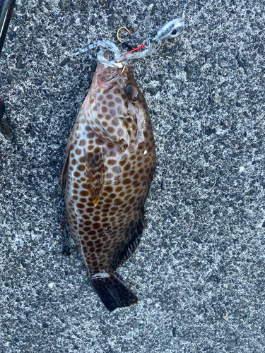 オオモンハタの釣果