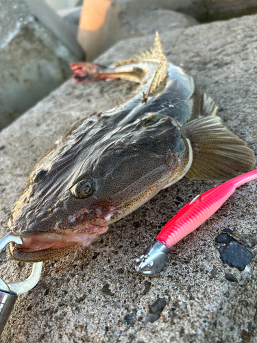 マゴチの釣果