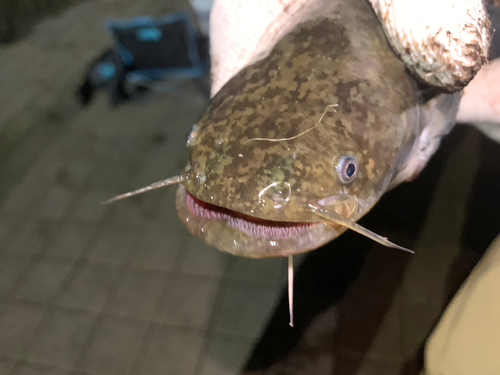 マナマズの釣果