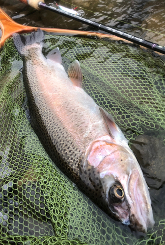 ニジマスの釣果