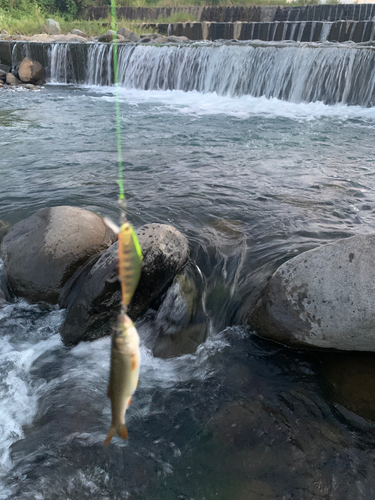 アブラハヤの釣果