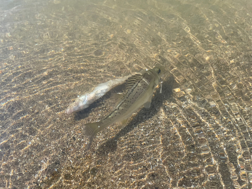 スズキの釣果