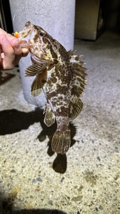 タケノコメバルの釣果