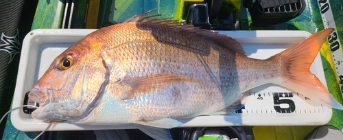 タイの釣果