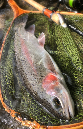 ニジマスの釣果