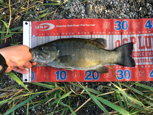 スモールマウスバスの釣果