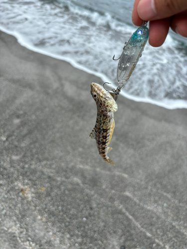 アカエソの釣果