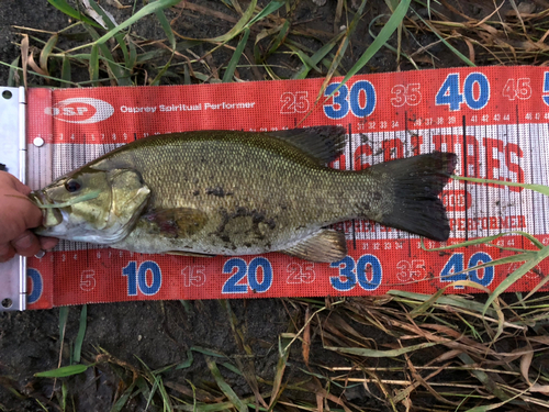 スモールマウスバスの釣果