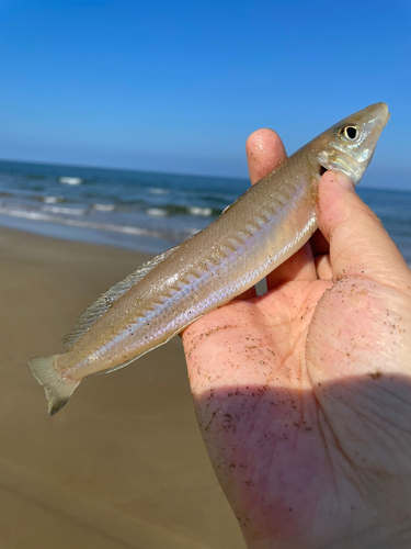 キスの釣果