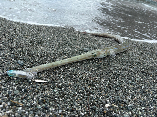 アオヤガラの釣果