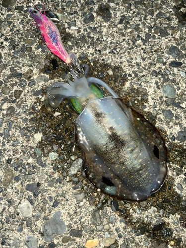 アオリイカの釣果