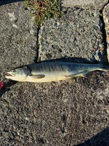 アキアジの釣果