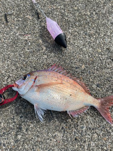 タイの釣果