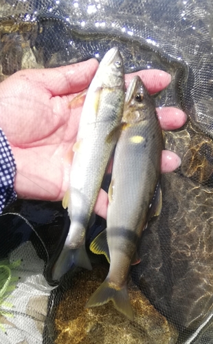 アユの釣果