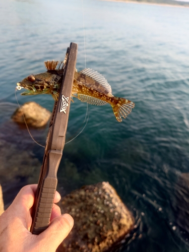 アナハゼの釣果