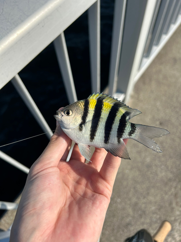 オヤビッチャの釣果