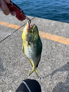 シイラの釣果