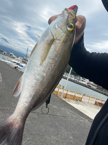 イサキの釣果