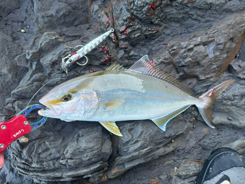 シオの釣果