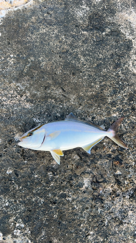 ショゴの釣果