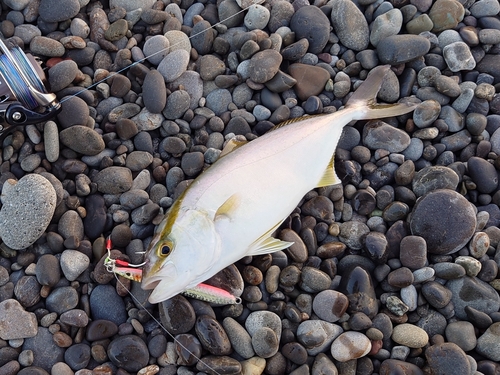 シオの釣果