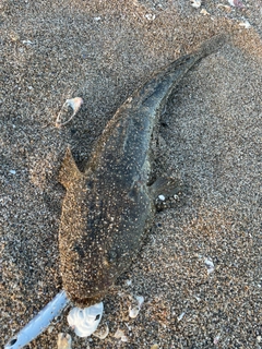 マゴチの釣果