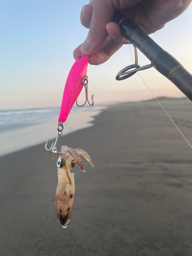 イカの釣果