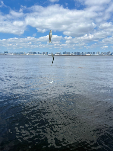 サッパの釣果