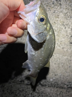 ヒラスズキの釣果