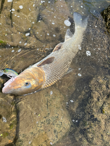 ニゴイの釣果