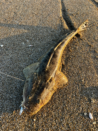 マゴチの釣果