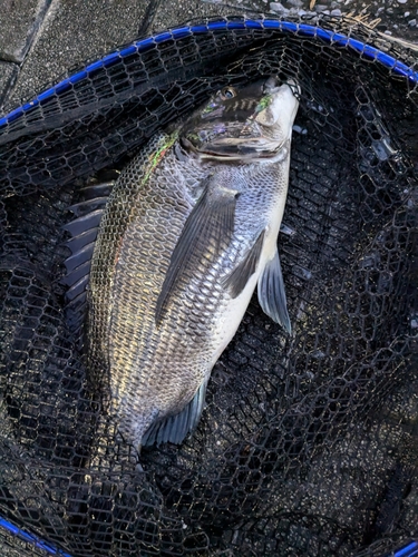 クロダイの釣果