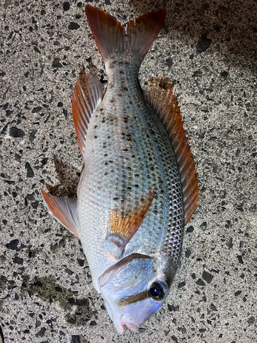 シロダイの釣果