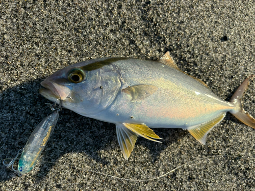 ショゴの釣果