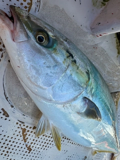 ハマチの釣果