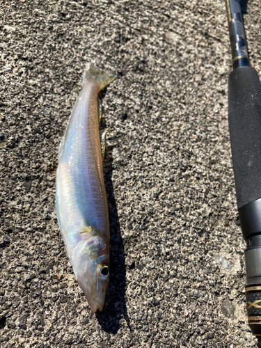 キスの釣果