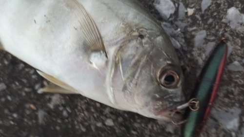 メッキの釣果