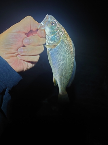 イシモチの釣果