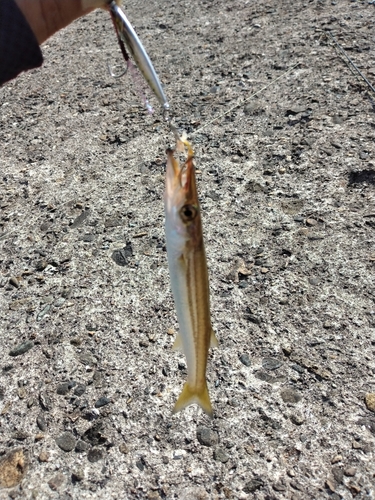 カマスの釣果