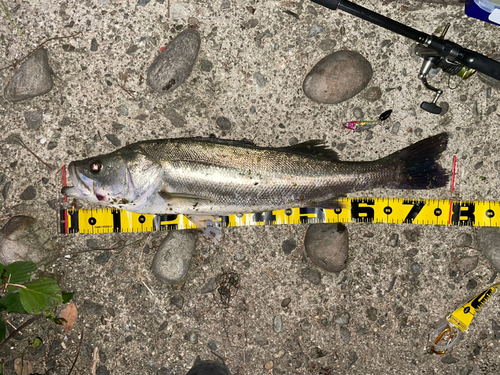 シーバスの釣果