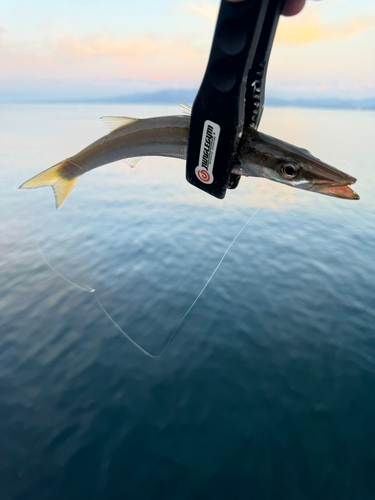 カマスの釣果