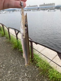 カマスの釣果