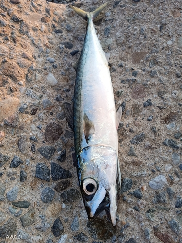 サバの釣果