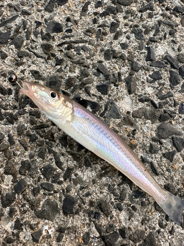 キスの釣果