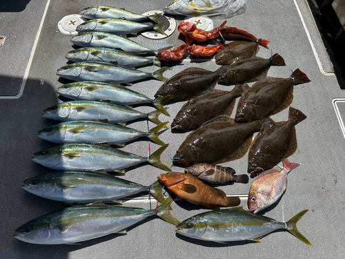 イナダの釣果