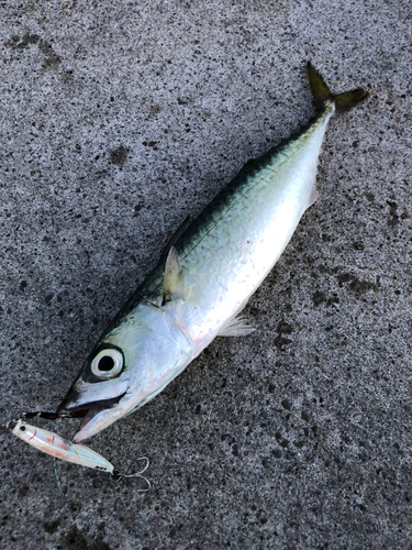 サバの釣果