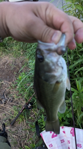 ブラックバスの釣果