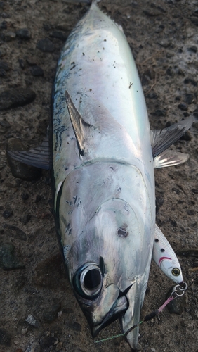 ソウダガツオの釣果