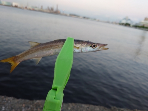 カマスの釣果